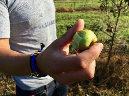 Samascott cider orchard apple bite