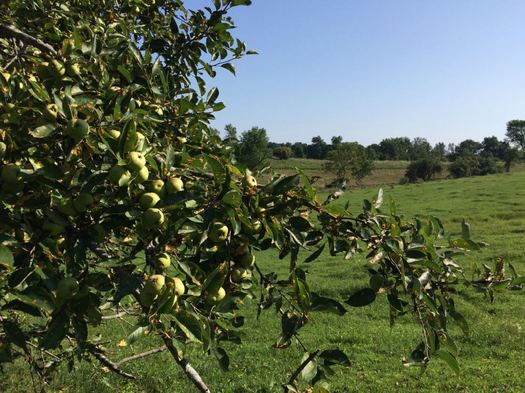 Samascott cider orchard cow pasture