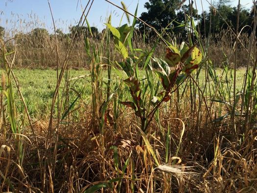 Samascott cider orchard seedling