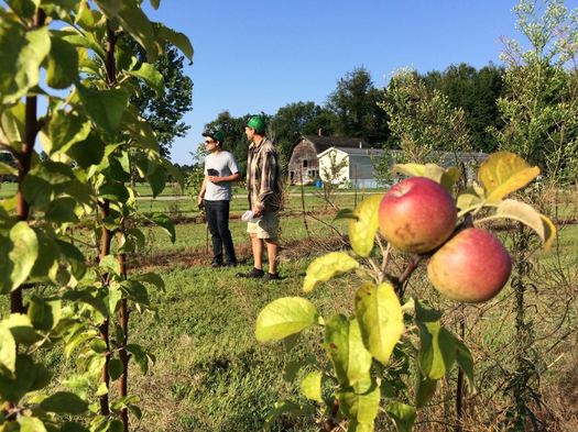 Samascott cider orchard tree with apples