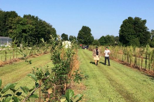 Samascott cider orchard wide