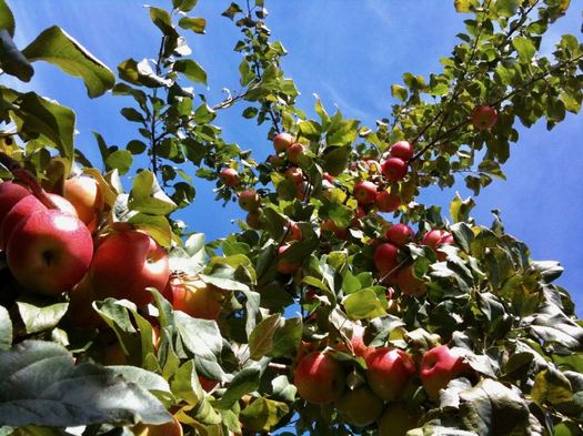 apples looking up at tree blue sky