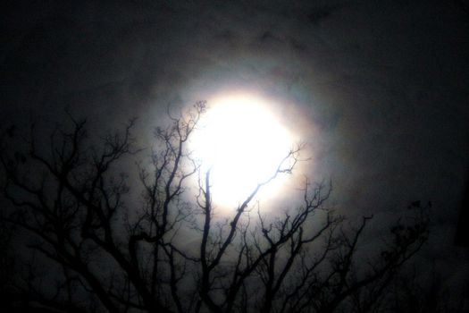 ARC Martin Daley moon in trees.jpg