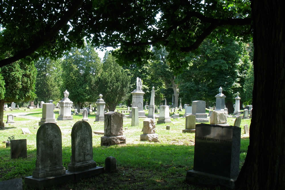 Albany Rural Cemetery shade tree