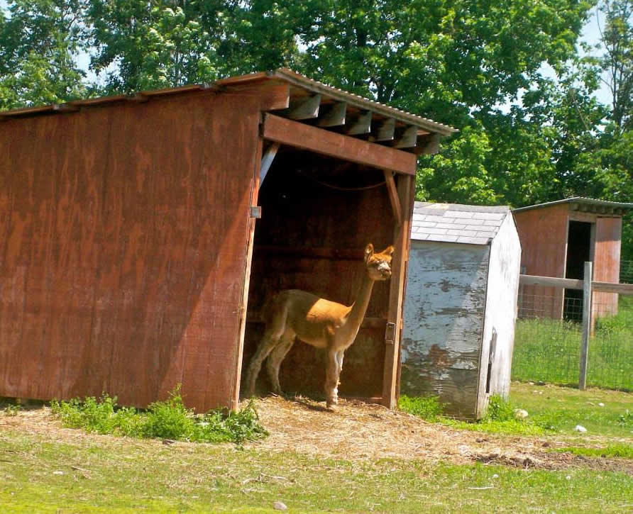 Alpacas_of_Breezy_Hill_Ranch.jpg