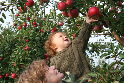 Apple_picking.jpg