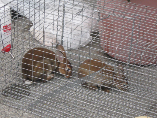 Ass backward bunnies 1.JPG