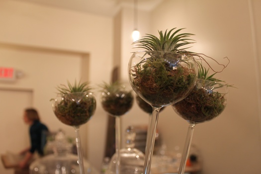 Botanic Air Plant