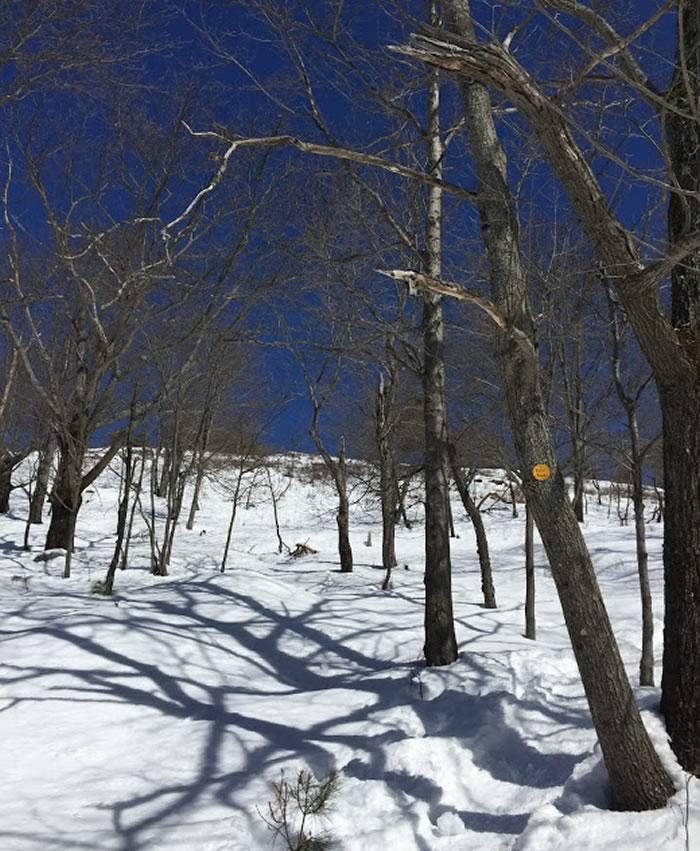 Buck Mountain trail late March