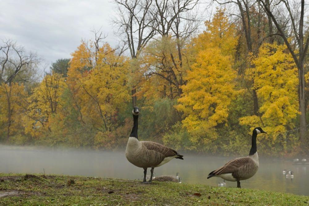 Buckingham Pond geese fog 2018-11-02
