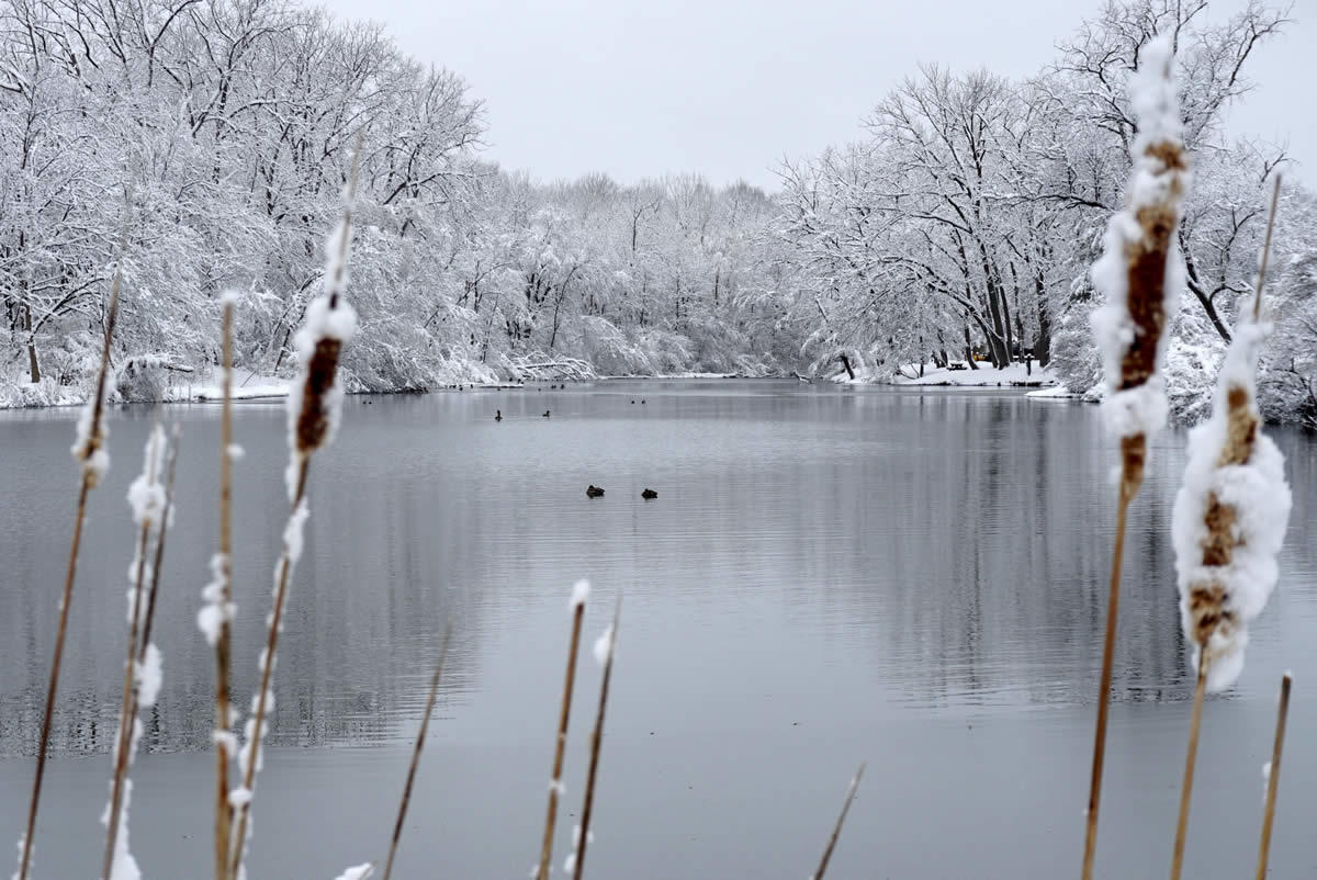 Buckingham Pond snow framed by cat tails 2018-03-08