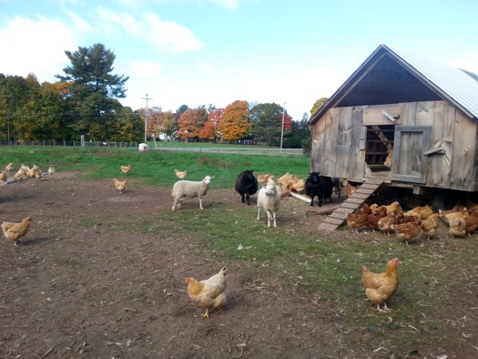 Buckley_Farm_chickens.jpg