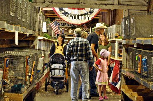 CC_Fair_poultry_barn_Siobhan_Connally.jpg