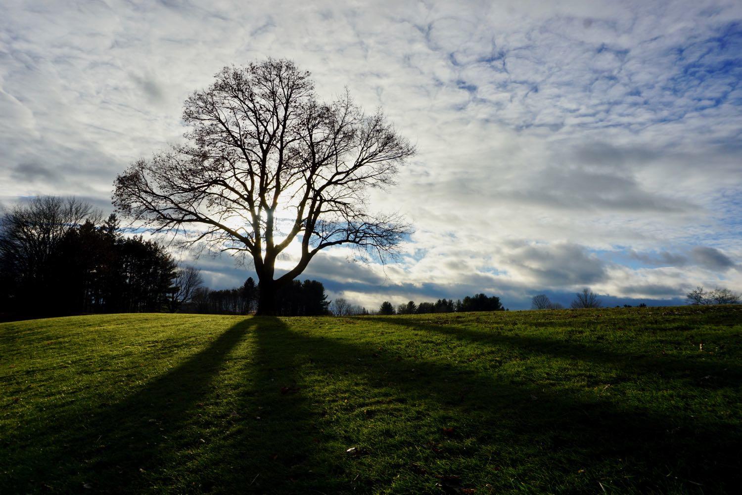 Capital Hills tree late day sun