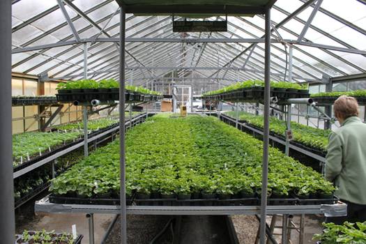 Horticulture Center Inside Greenhouse