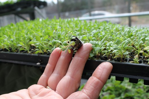 Horticulture Center Seedling