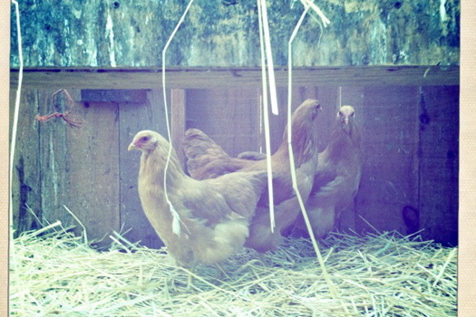 Chickens in coop