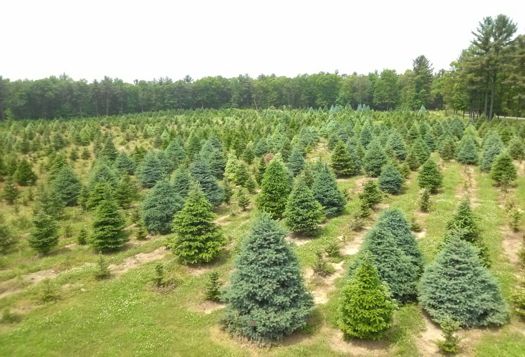 Christmas tree farm 2.jpg