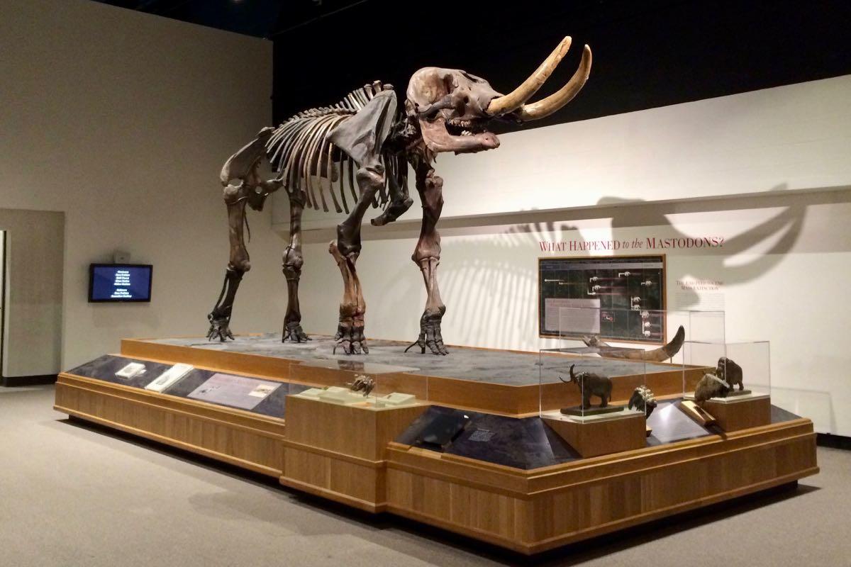 Cohoes Mastodon at State Museum