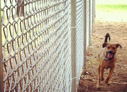 Dog Park 2 Connally .jpg