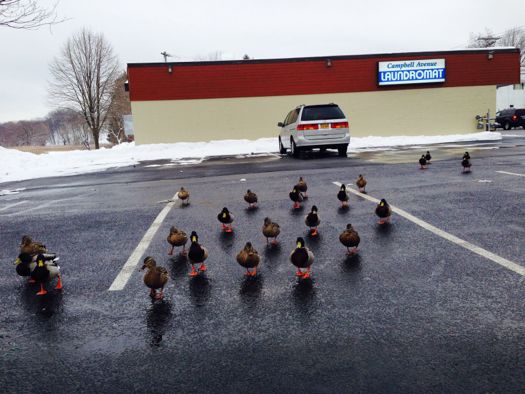 Ducks at the laundromat.jpg