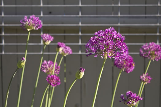 Emily_Menn_Troy_urban_garden_flower_closeup.jpg