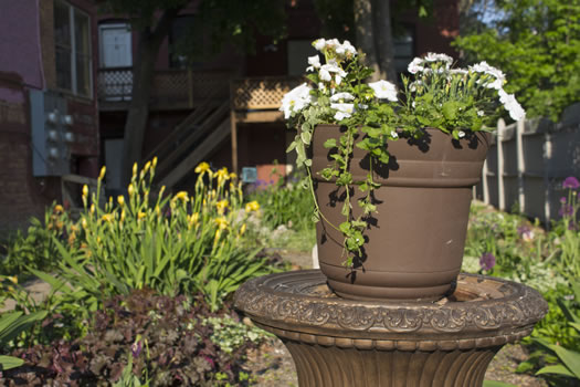 Emily_Menn_Troy_urban_garden_potted_plant.jpg