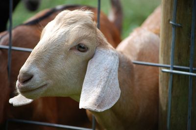 Goat on Wascho cheese tour - Tim Dawkins.jpg