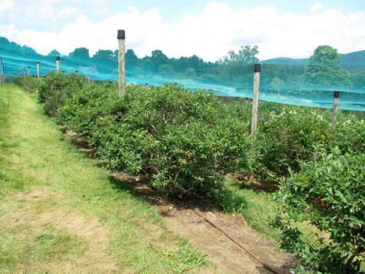 Great Barrington Windy Hill Blueberry bushes.jpg