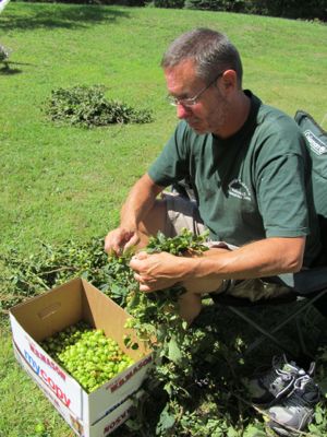 Harvesting hops.jpg