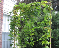 Hops - small.jpg