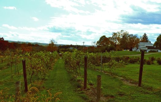 Hudson Chatham Vinyard.jpg