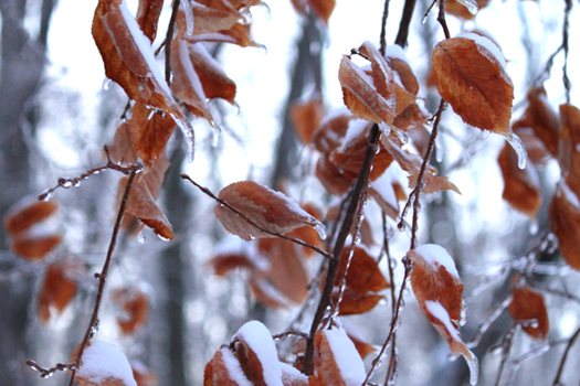 Ice Walk Leaves1