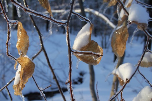 Ice Walk Leaves2