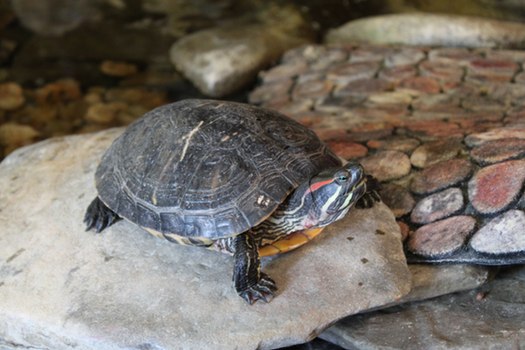 Iroquois Turtle