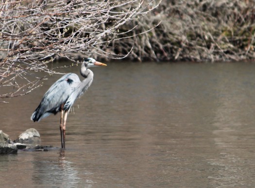 Lock Heron CU