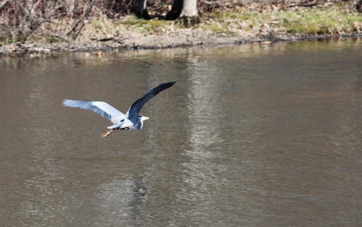 Lock Heron Fly