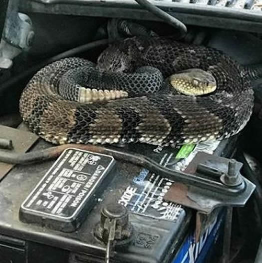 NYS DEC rattlesnake car battery