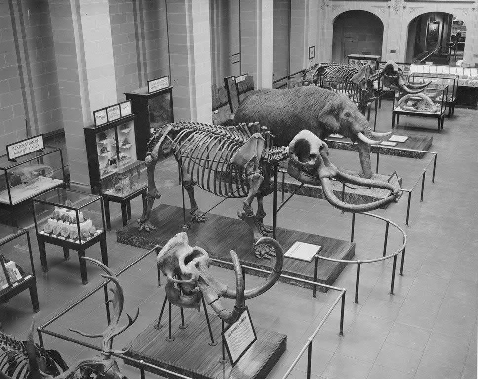 NYS Museum mastodons State Education Building