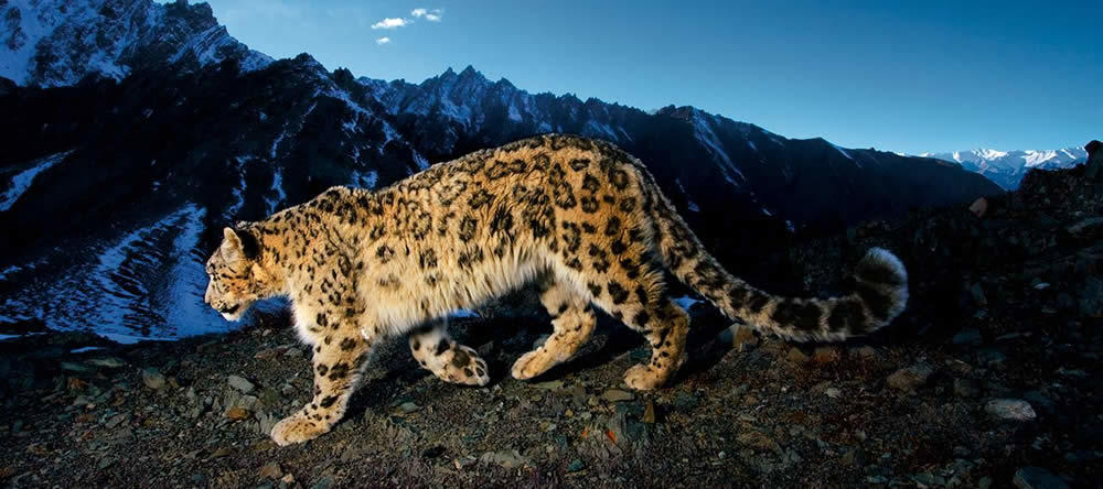 Nat Geo Steve Winter snow leopard