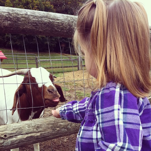 Nicole Indian Ladder Farms goat