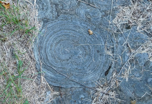 Odd_museums_attractions_stromatolites.jpg