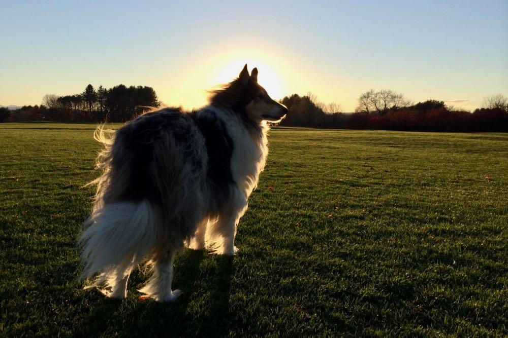 Otto sunset at Capital Hills