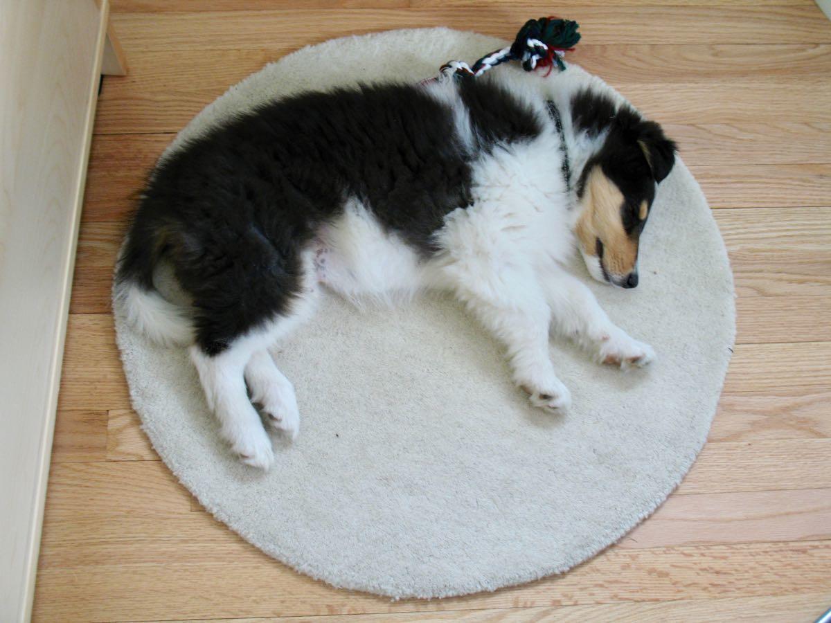 Otto as a puppy on circle rug