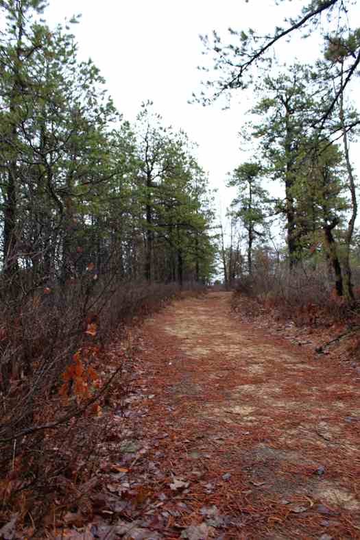 Pine Bush Needle Trail