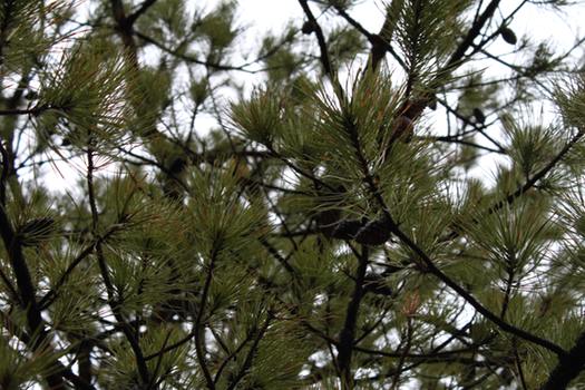 Pine Bush Pine