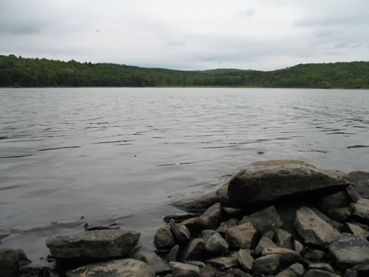 huyck lake myosotis