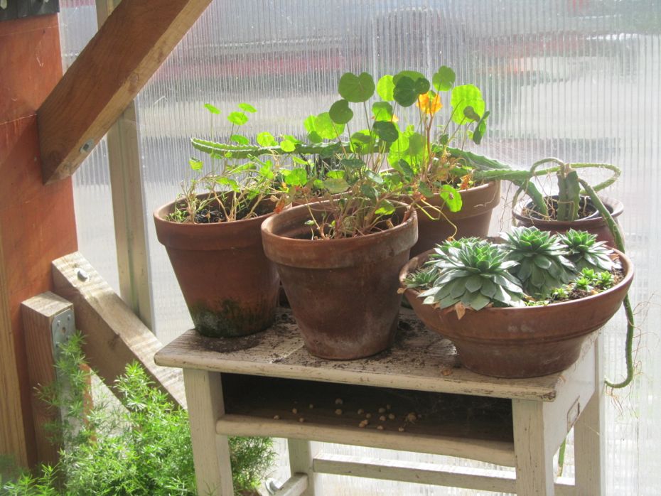 Radix 2012 plants in greenhouse.jpg