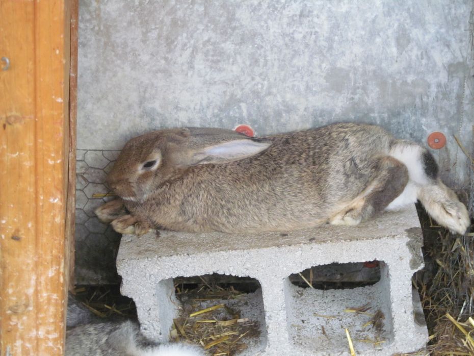 Radix 2012 sleepy rabbit.jpg