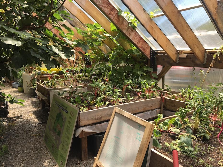 garden beds inside Radix Center greenhouse